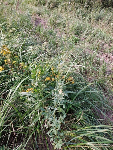 Наблюдение на iNaturalist