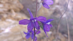Delphinium madrense