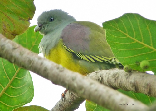Bruce's Green-Pigeon