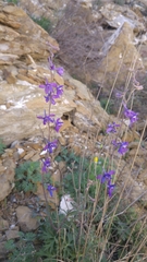 Delphinium madrense