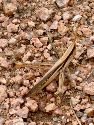 Texas Mermiria