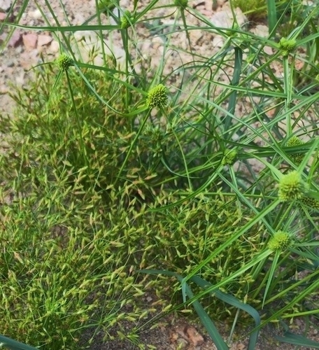 Cyperus michelianus