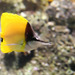 Longnose Butterflyfishes - Photo (c) William Leiwakabessy, some rights reserved (CC BY-NC-ND)