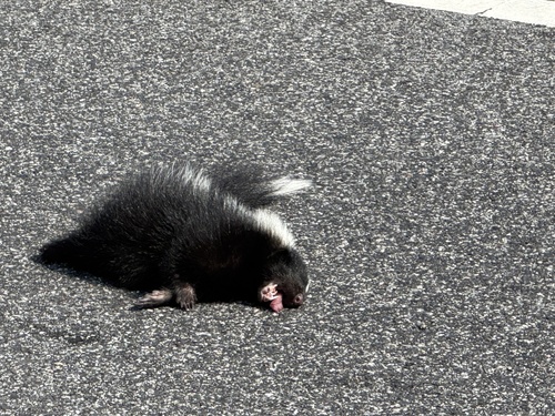 Striped Skunk observed by lauralovesbirds