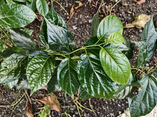 Ehretia resinosa (Ehretia resinosa)