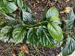 Ehretia resinosa