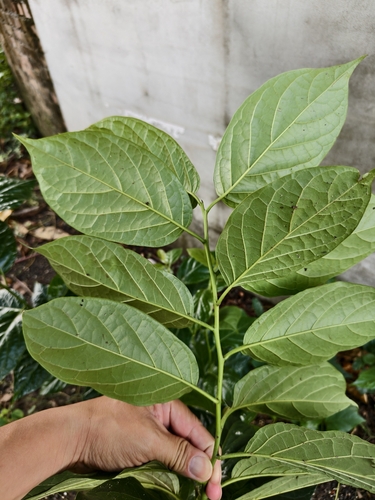 Ehretia resinosa, photograph 1
