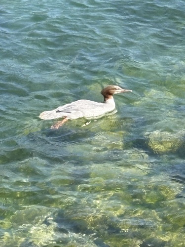 Goosander observed by hel3