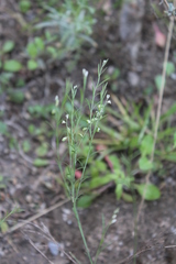 Polygala scoparioides