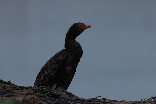 iNaturalist: (c) Gerhard Lemmer, some rights reserved (CC BY-NC), uploaded by Gerhard Lemmer iNaturalist image