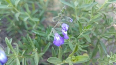 Salvia coahuilensis