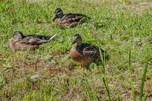 Mallard