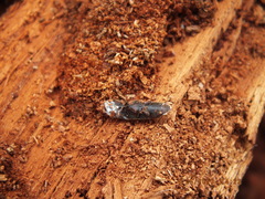 Ampedus rubricollis