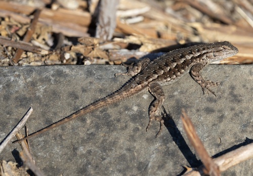 Western Fence Lizard observed by phoenix_starburger