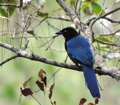 Cyanocorax melanocyaneus
