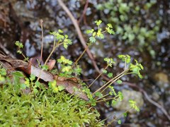 Chrysosplenium flagelliferum