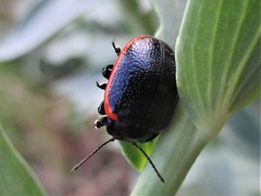 Chrysolina
