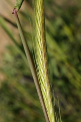 Hordeum bulbosum