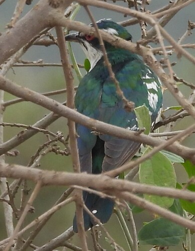 Diederik Cuckoo (Chrysococcyx caprius), photo 4