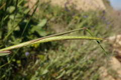 Hordeum bulbosum