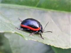 Chrysolina