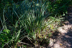 Carex spissa