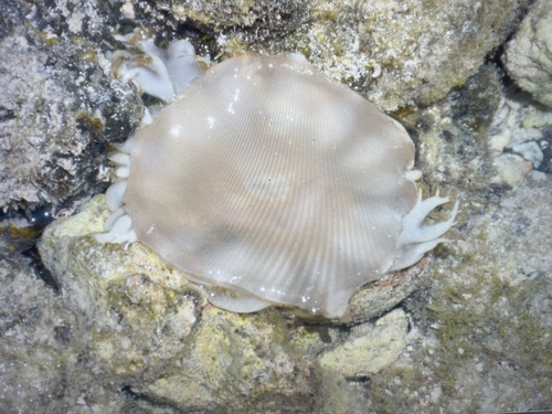 Cassiopea, 2026-07-16
