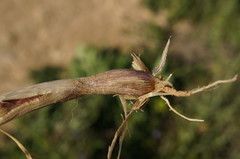 Hordeum bulbosum