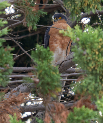 iNaturalist image