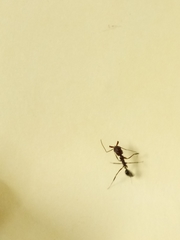 Odontomachus brunneus