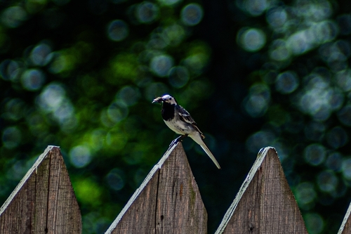 White Wagtail