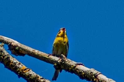 European Serin