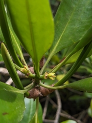 Ceriops tagal, photograph (c) Nina Kerr, some rights reserved (CC BY)