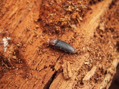 Ampedus rubricollis