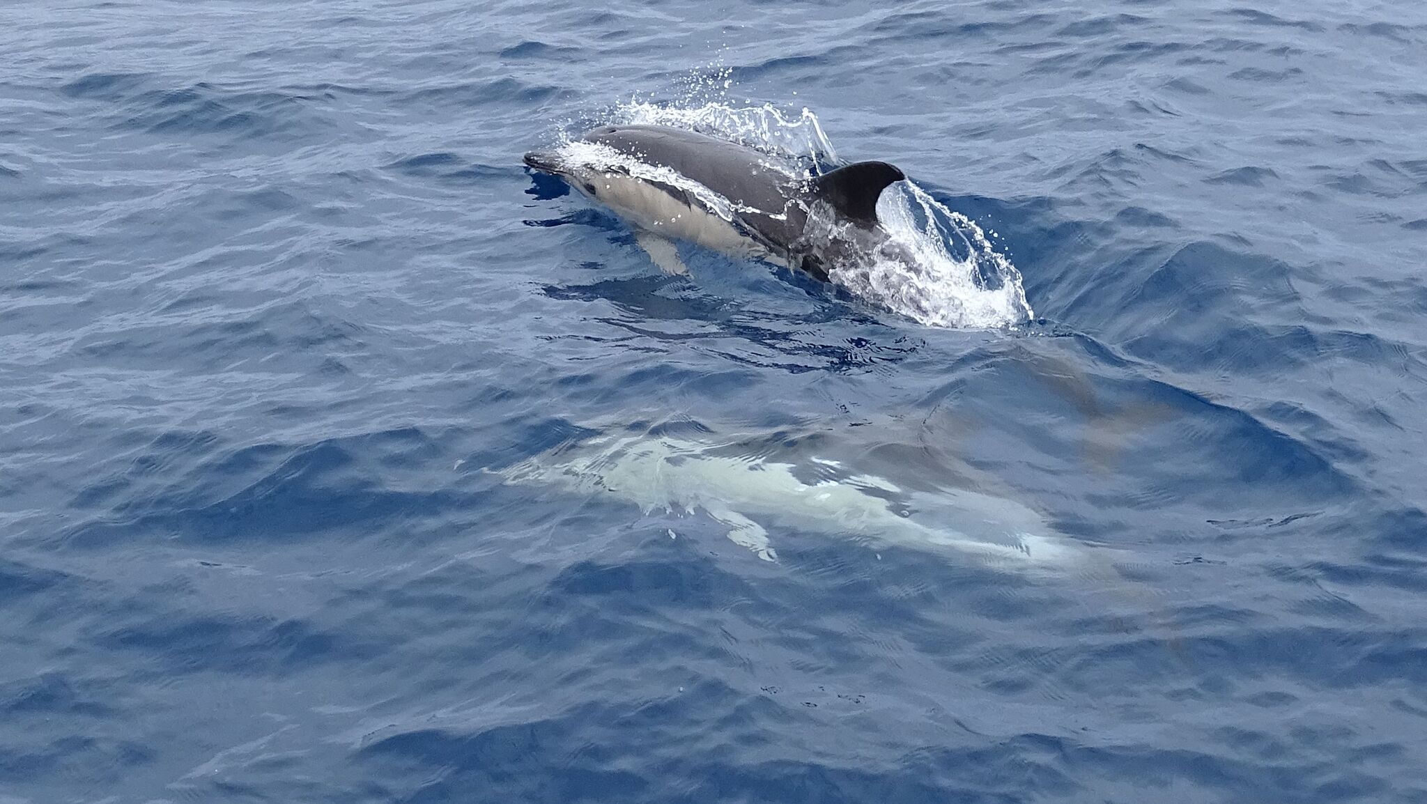 Delphinus delphis