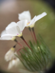 Leptosiphon montanus