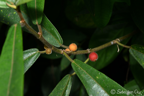 Ficus aurata observed 2026-07-18