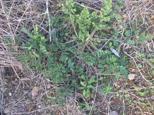 Pimpinella villosa, photograph 6