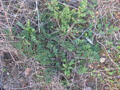 Pimpinella villosa, photograph (c) zebedeugalinha, some rights reserved (CC BY)