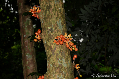 Epicharis cuneata observed 2026-07-18