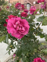 Rosa