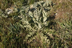 Verbascum undulatum