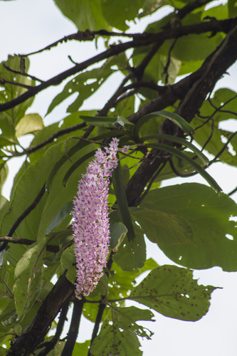 Rhynchostylis retusa, photograph 4