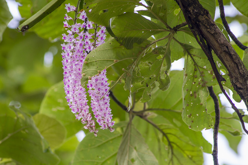 Rhynchostylis retusa, photograph 1
