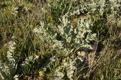 Verbascum undulatum
