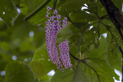 Rhynchostylis retusa, photograph 3