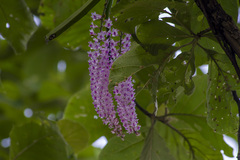 Rhynchostylis retusa, photograph (c) Ramesh Shenai, some rights reserved (CC BY)