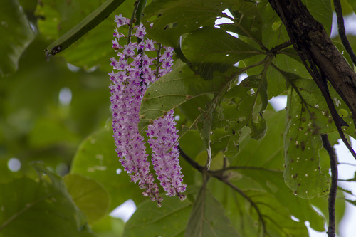 Rhynchostylis retusa, photograph 2