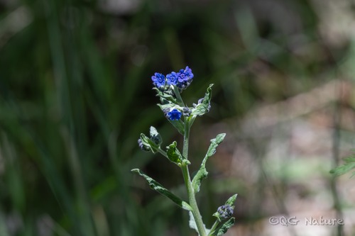 Chinese forget-me-not
