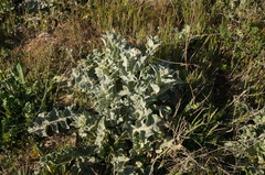 Verbascum undulatum